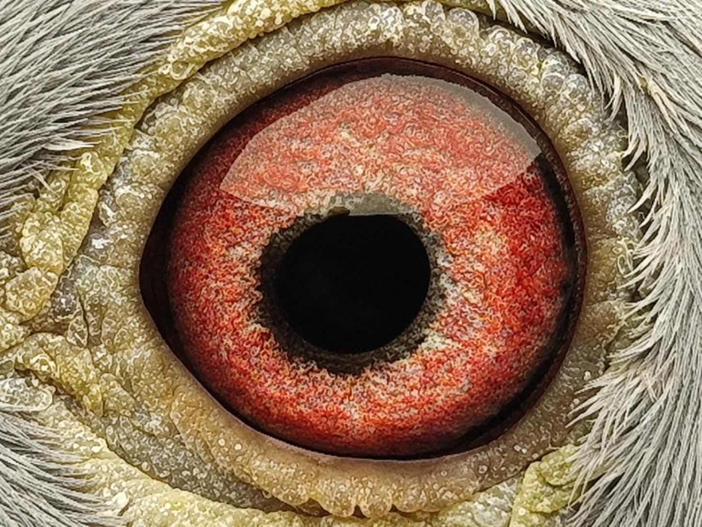 Pigeon eye